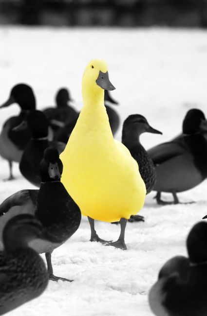 Duck demonstrates how to stand out after career advice from Hire Aspirations